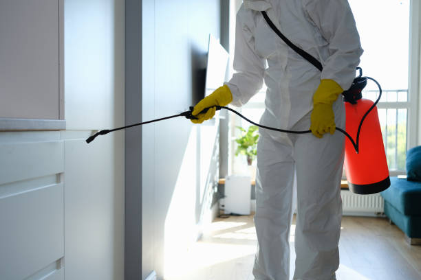 Professional Mold Remediation in Lake Ridge, VA